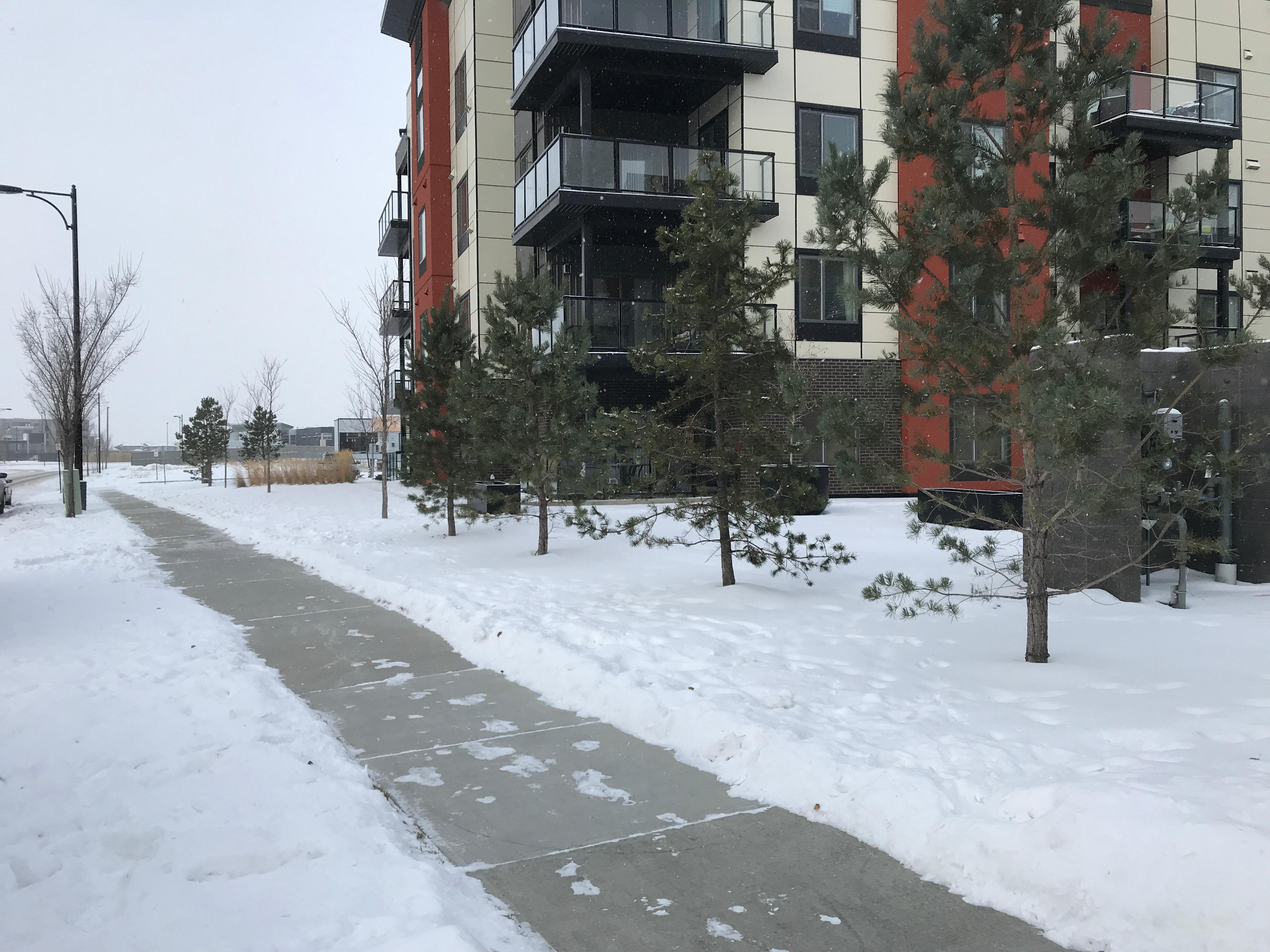 Cleared walkway beside large apartment building with pine trees